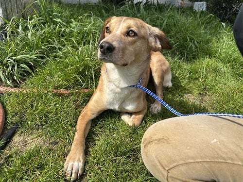 FIZZY - Labrador Retriever / Jack Russell Terrier (Parson Russell Terrier) available for adoption