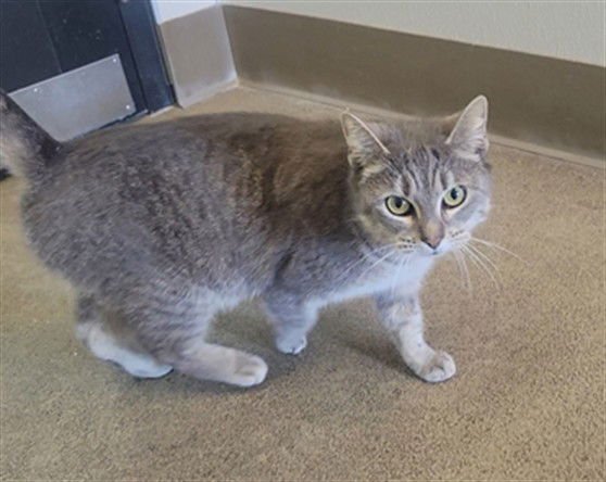 REGINA - Domestic Short Hair available for adoption