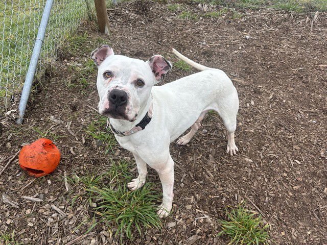 CHANCE - Boxer available for adoption