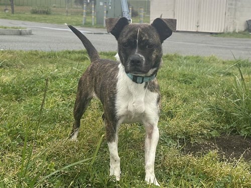 CHA CHA - Pug available for adoption