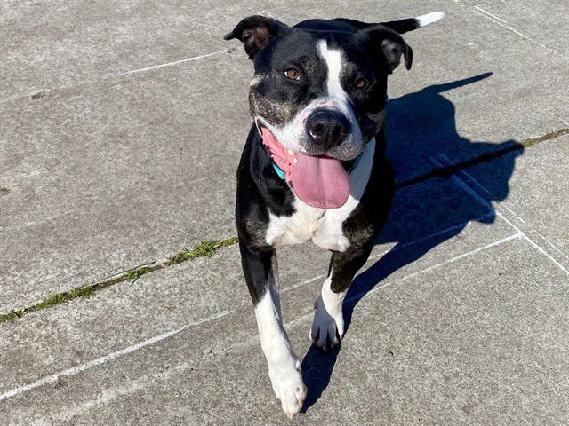 HOPPER - Pit Bull Terrier available for adoption