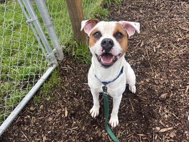 GERONIMO - Pit Bull Terrier available for adoption