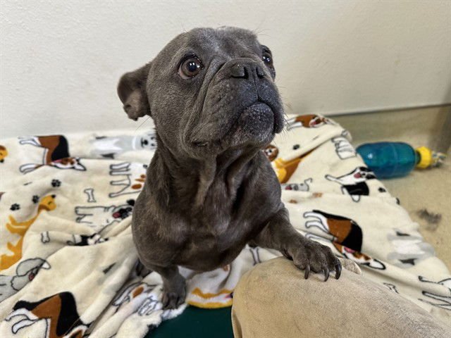 GROMIT - French Bulldog available for adoption