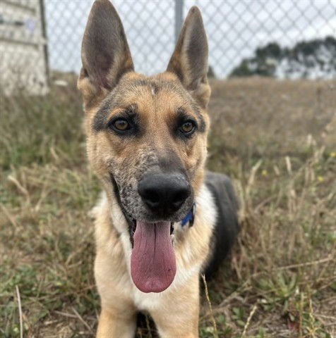 LEO - German Shepherd Dog available for adoption