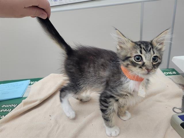 SCONE - Domestic Long Hair available for adoption