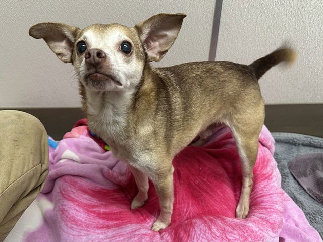 FERB - Chihuahua available for adoption