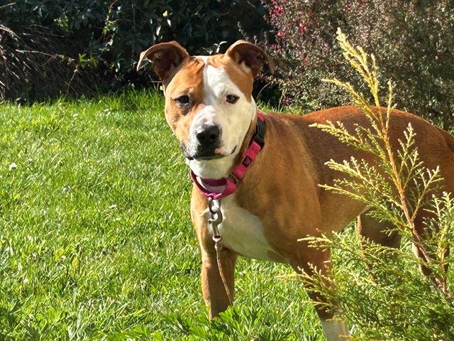 FERGIE - Pit Bull Terrier available for adoption