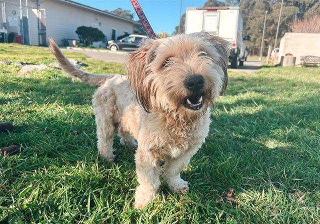 TEDDY - Skye Terrier available for adoption
