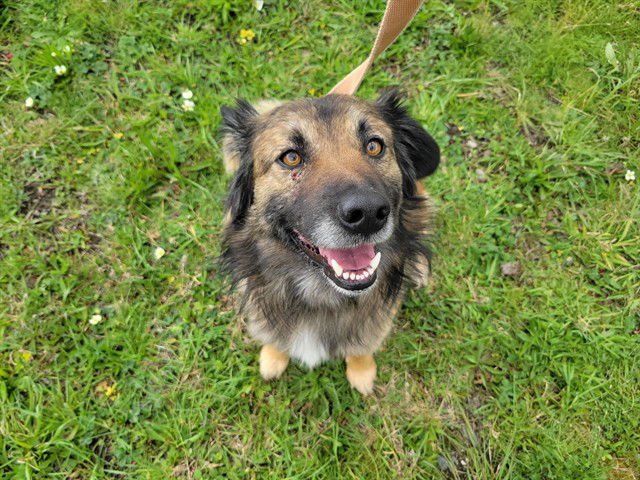 RANGO - German Shepherd Dog available for adoption