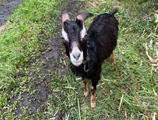 A121952 - Goat available for adoption