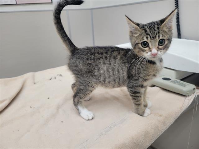 STRUDEL - Domestic Short Hair available for adoption