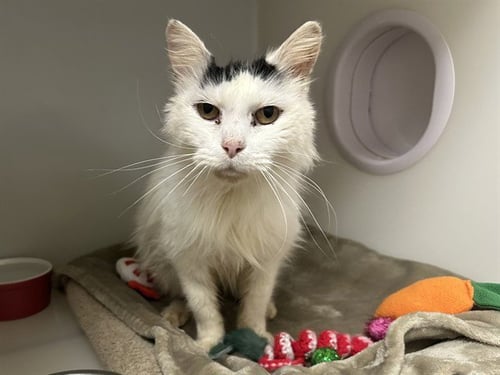 ROCKY BALBOA - Domestic Medium Hair available for adoption