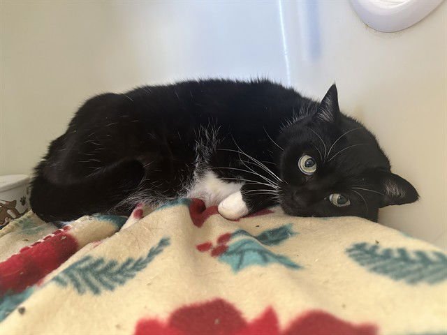 LEXI - Domestic Short Hair available for adoption