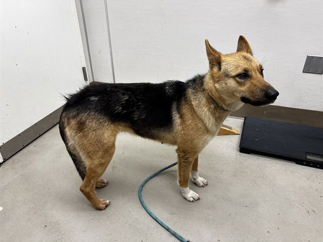 MARCI - German Shepherd Dog available for adoption