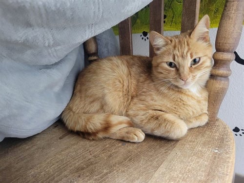 GINGER - Domestic Short Hair available for adoption