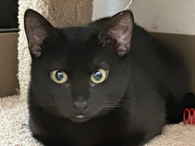 BINX - Domestic Short Hair available for adoption