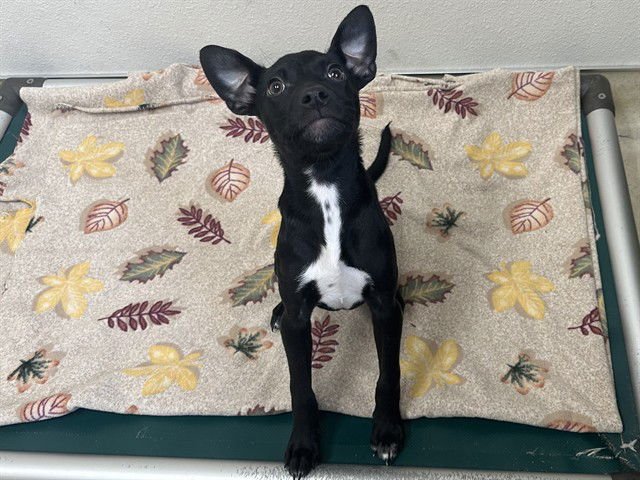 IVY - Labrador Retriever available for adoption