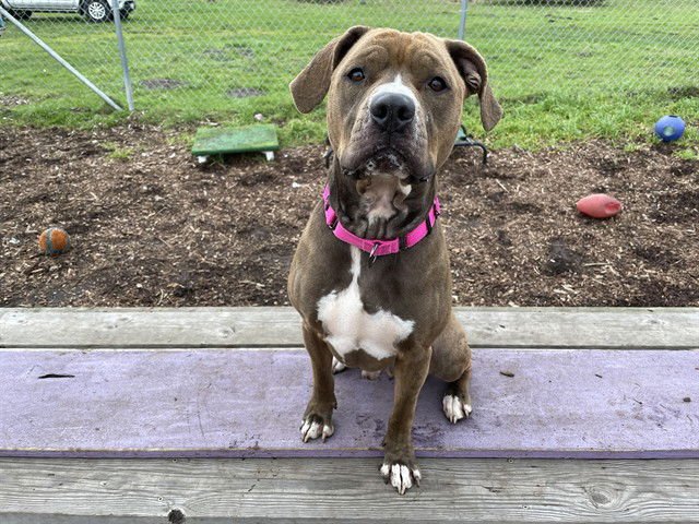 LEROY - Boxer available for adoption