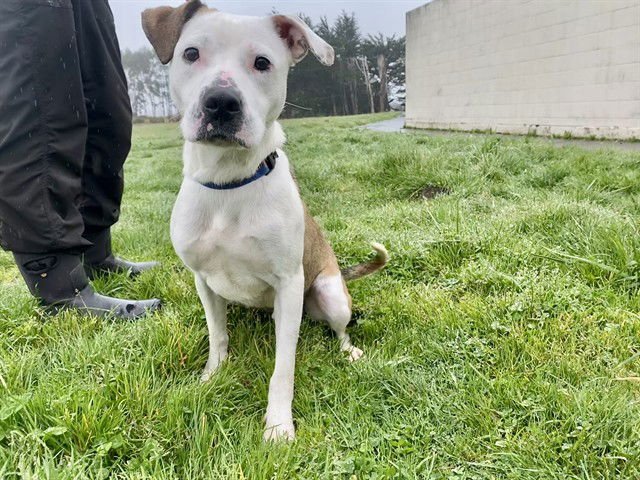 ROO - American Pit Bull Terrier available for adoption