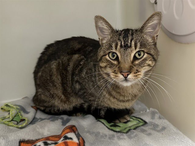 GEORGE - Domestic Short Hair available for adoption