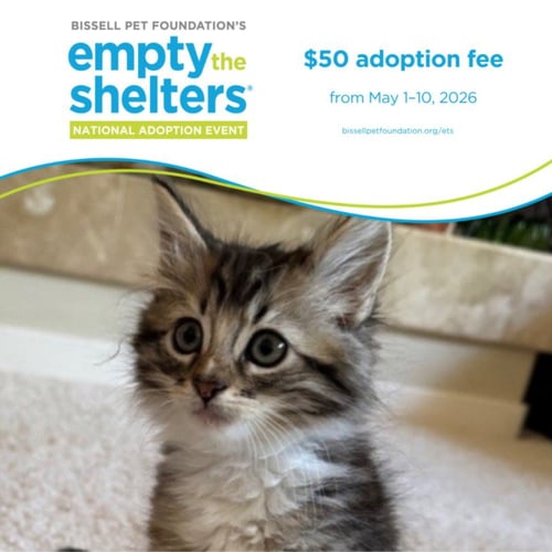 GOLDEN* - Domestic Short Hair available for adoption