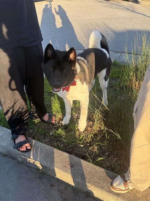 ARIES - Akita available for adoption