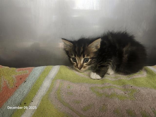 CHARLES BOYLE* - Domestic Medium Hair available for adoption