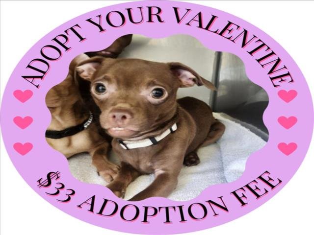 SPUNK* - Chihuahua available for adoption