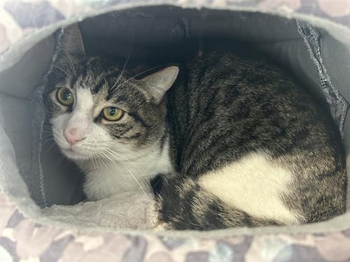 JACKSON* - Domestic Short Hair available for adoption
