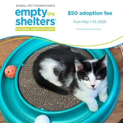 GOATEE* - Domestic Short Hair available for adoption