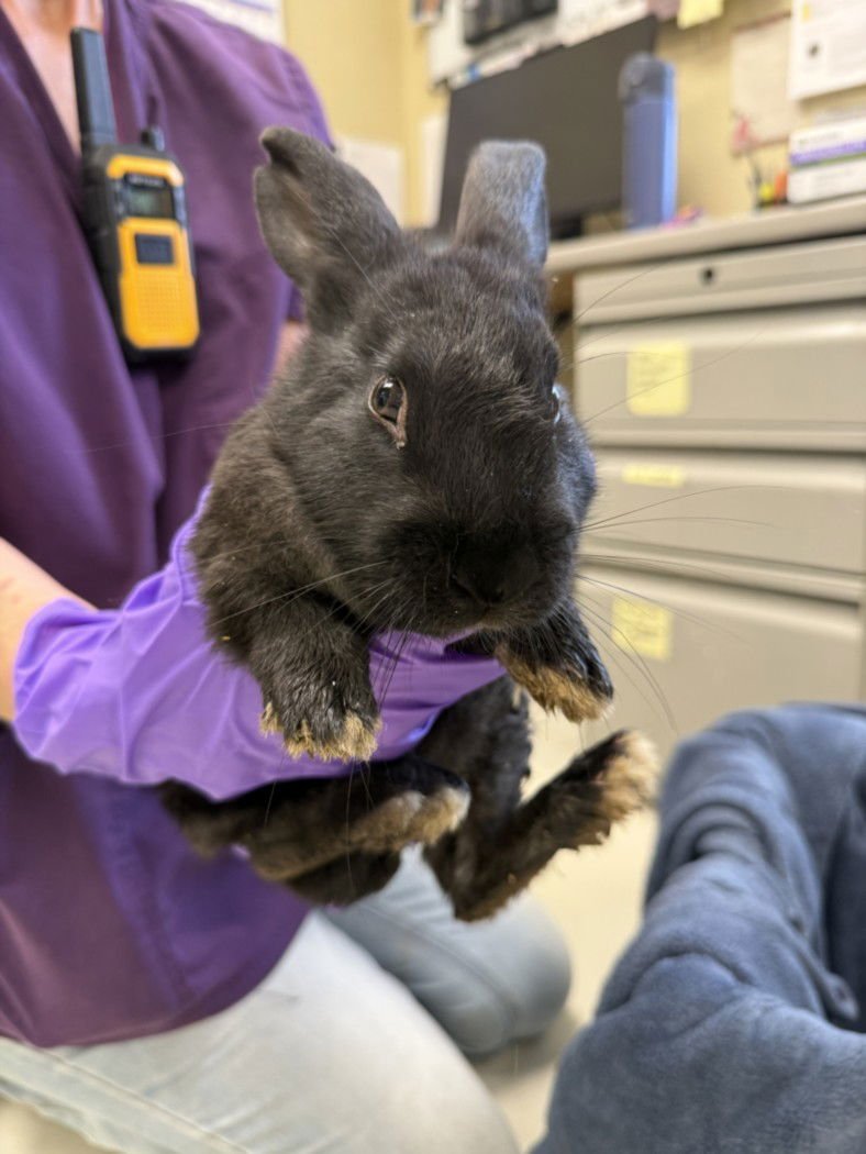 NESTLE* - Shorthaired Rabbit available for adoption