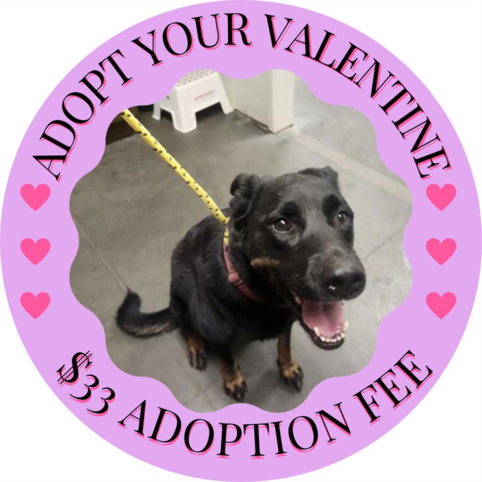 SAMMIE - Rottweiler / Belgian Shepherd Malinois available for adoption