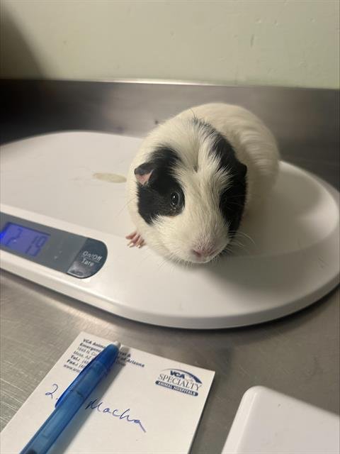 PENNY - Guinea Pig available for adoption