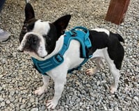 CHABELO - Photo 1