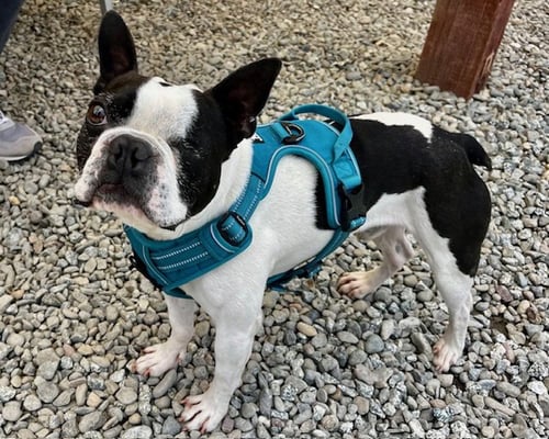CHABELO - Boston Terrier available for adoption