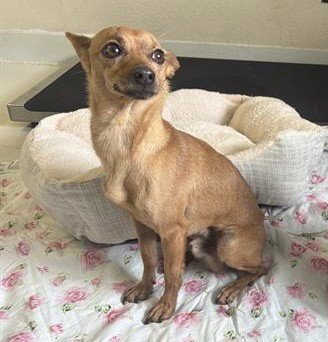 BOREALIS* - Terrier available for adoption