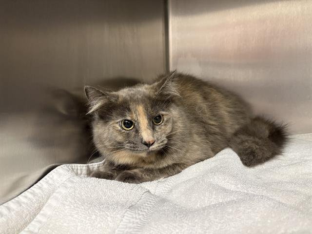 NEVERITA* - Domestic Medium Hair available for adoption