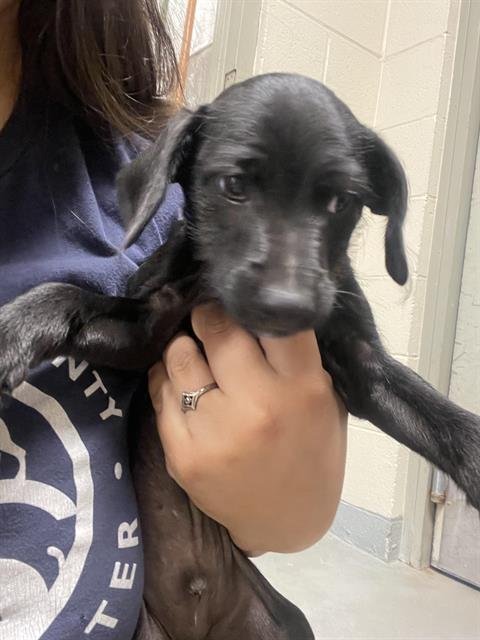 JOEY* - Doberman Pinscher / Miniature Schnauzer available for adoption