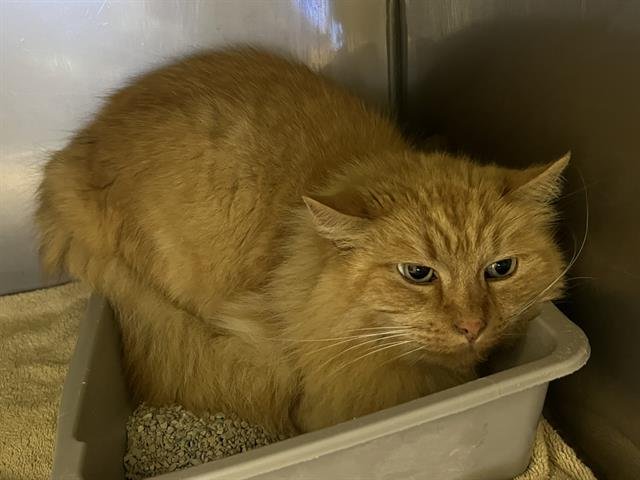 CHIP - Domestic Long Hair available for adoption