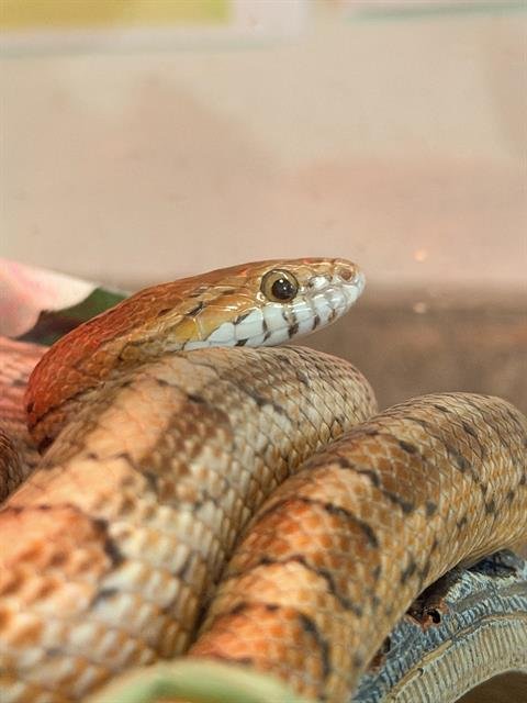SNAKEY MCSNAKERSON* - Snake available for adoption