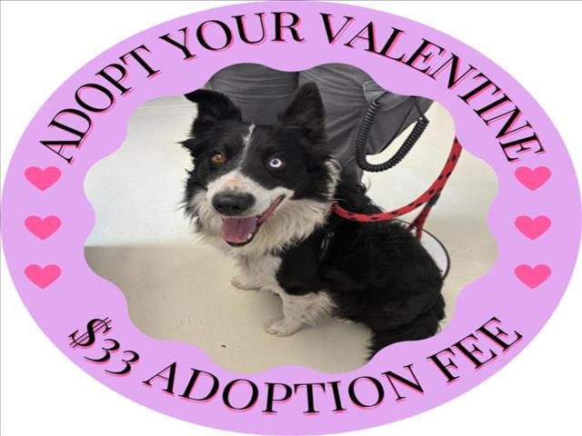 RALLY* - Border Collie available for adoption