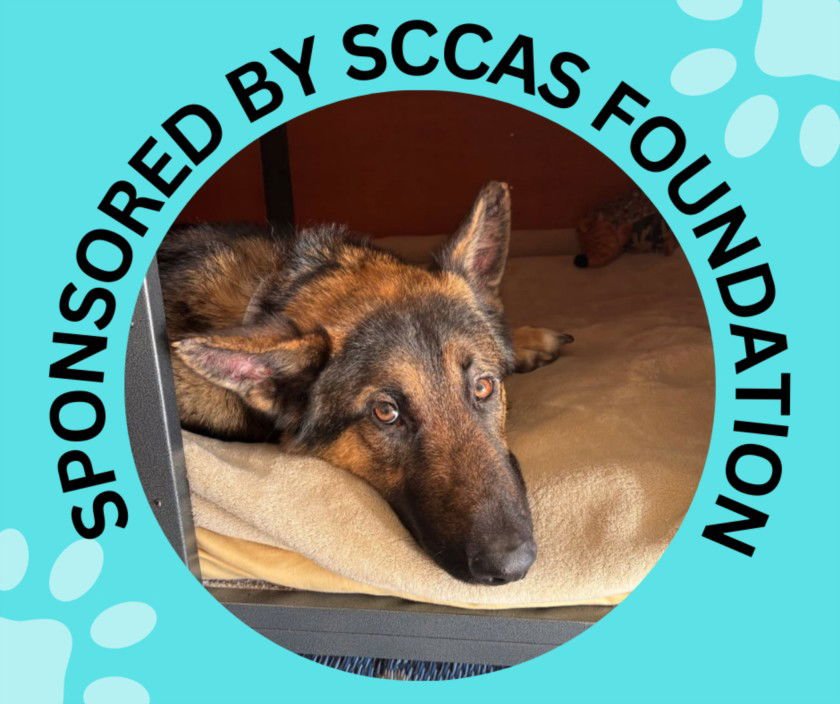 JASPER* - German Shepherd Dog available for adoption