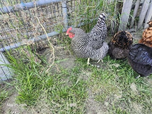 BILLIE - Chicken available for adoption