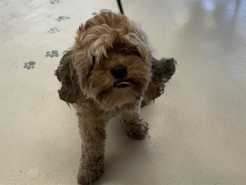 REINA - Poodle (Miniature) available for adoption
