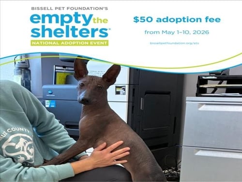 BRISKET* - Mexican Hairless available for adoption