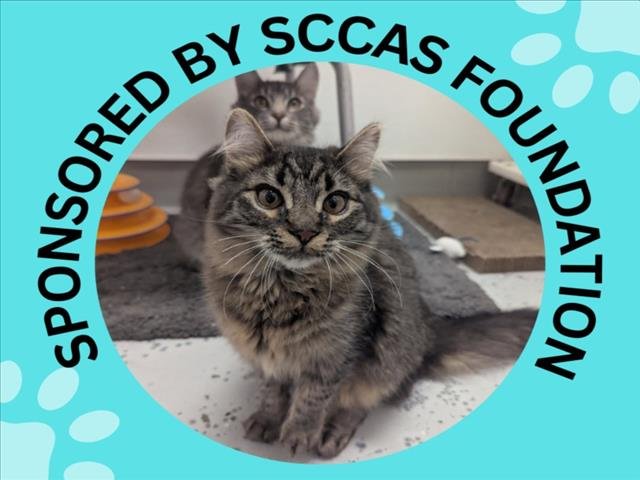 CORDYLINE* - Domestic Medium Hair available for adoption