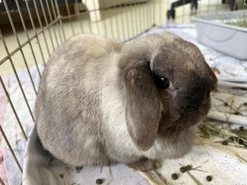 MISS PUFF* - Mini Lop available for adoption