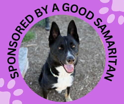 THEODORE* - Border Collie / German Shepherd Dog available for adoption