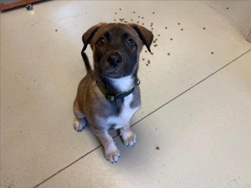 AERO - German Shepherd Dog available for adoption