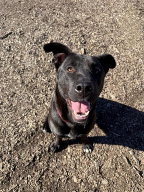 ELMO - Labrador Retriever available for adoption